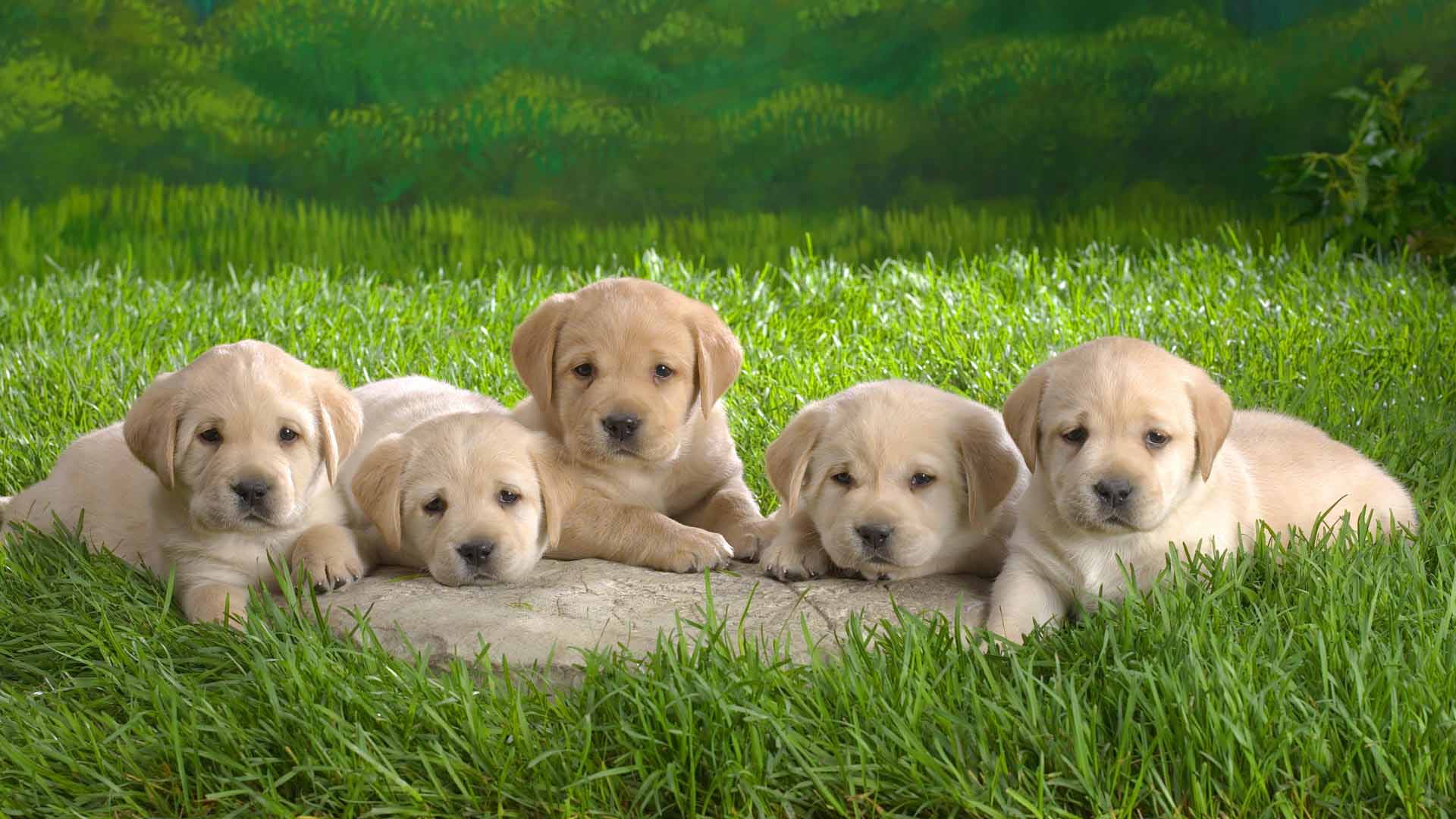 Assistance Service Dogs BC